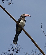 Crowned hornbill (tockus alboterminatus) The coffee lodge, Arusha